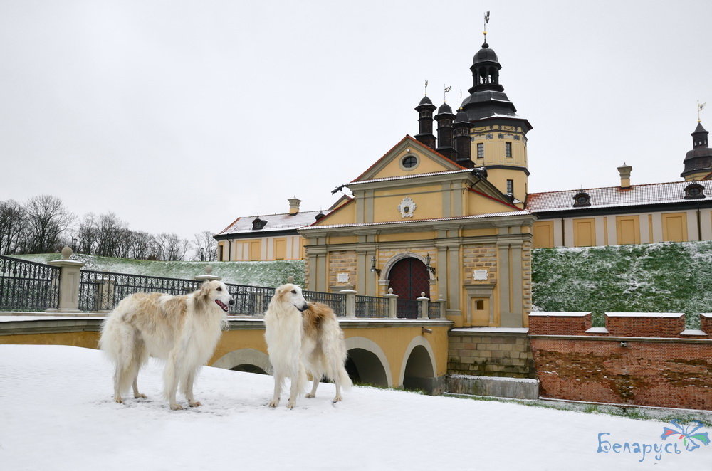 несвижский замок несвиж фото