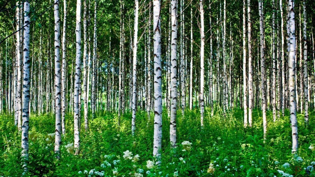 Самое опасное в лесу. бересты, стоит, нужно, ходил, берестой, долго, сразу, далеко, домик, мешков, недалеко, бересту, стоянки, своей, места, очень, этого, бегать, ничего, велосипед