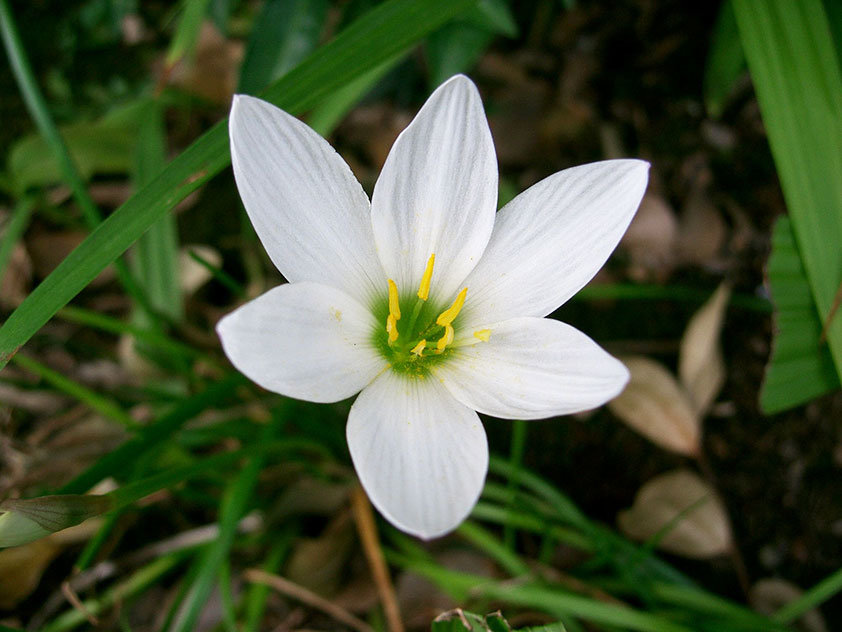 Зефирантес белый - красивое луковичное растение. Его можно выращивать как комнатное, так и садовое красиво цветущее растение.