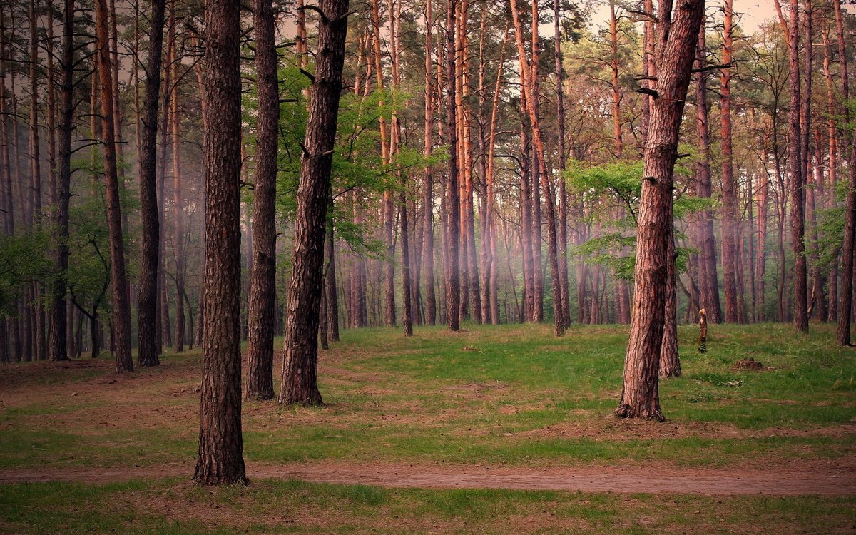 сосновые леса фото