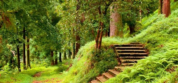 ботанический сад батуми фото
