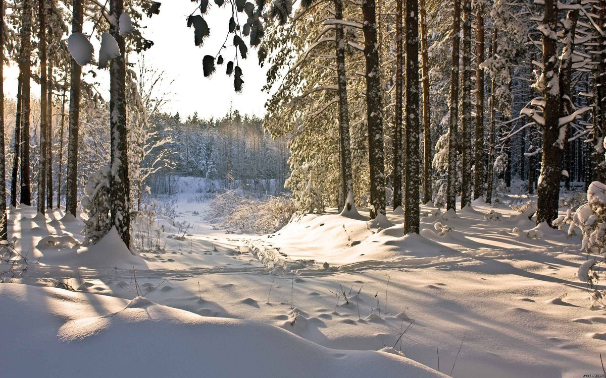 в зимнем лесу фото