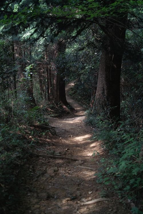 темный лес the woods 2005 фото