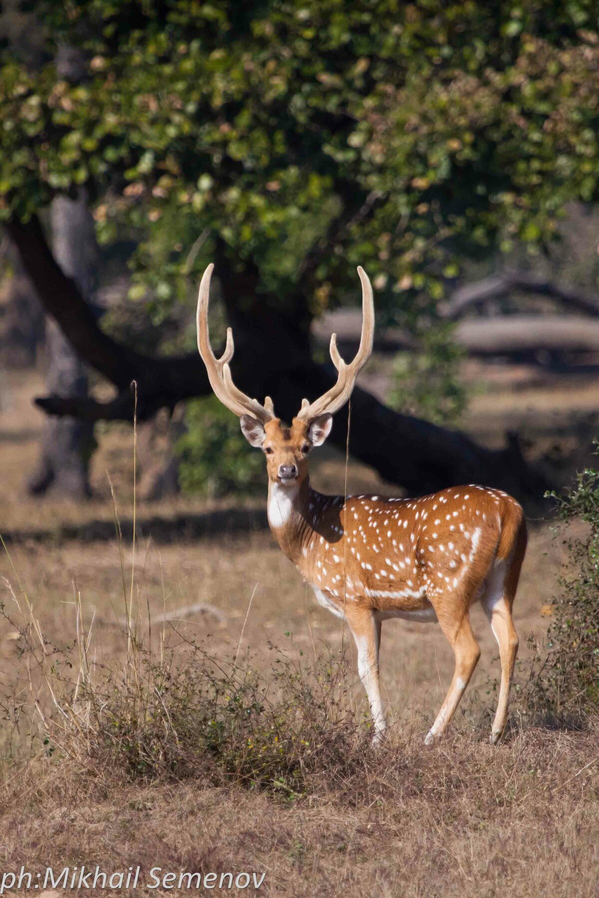 За тиграми в Кану и Бандавагар (Kanha & Bandhavgarh)