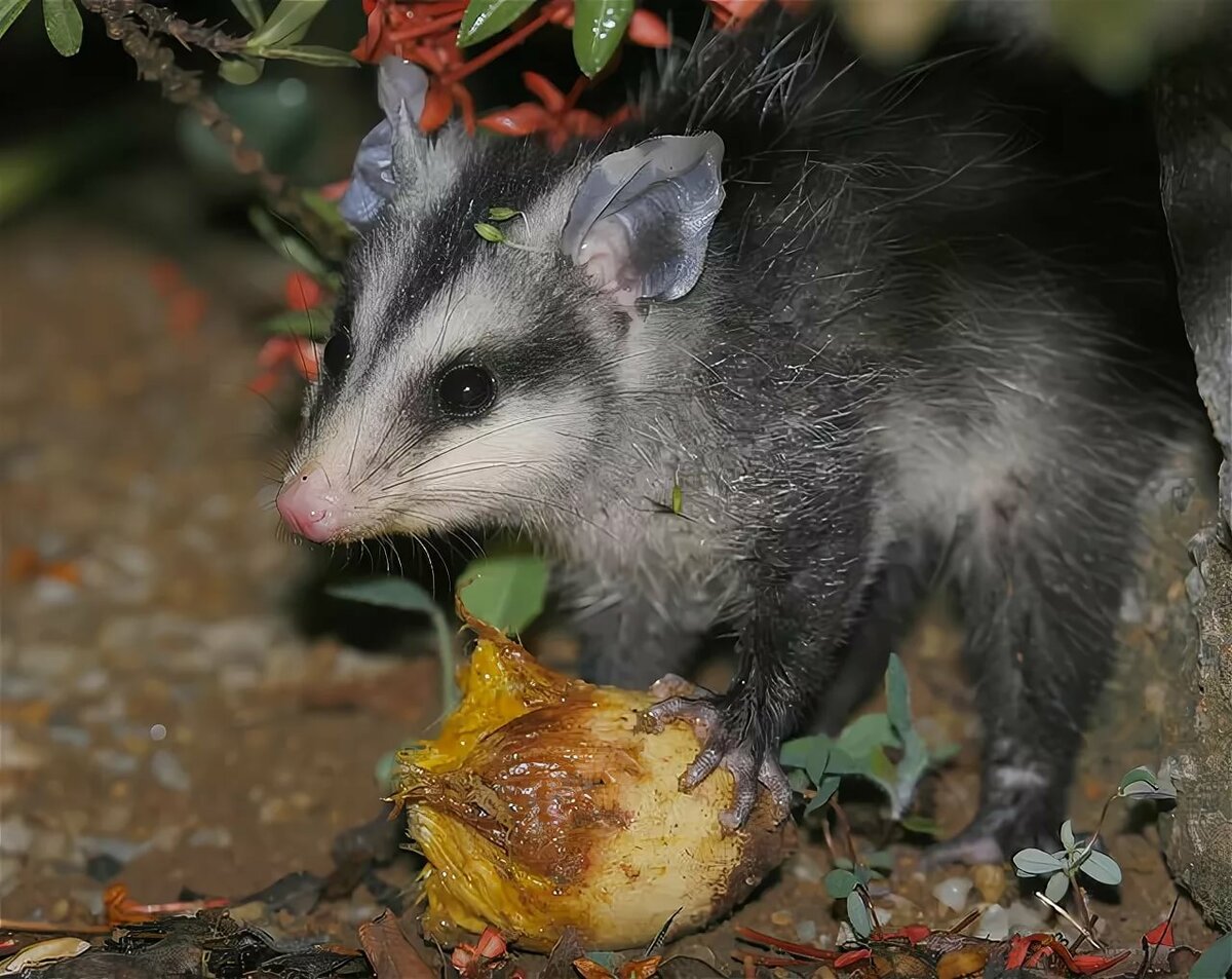 Белобрюхий опоссум (Didelphis albiventris).. Териология. Мле