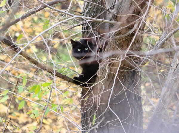 Кошкин дом