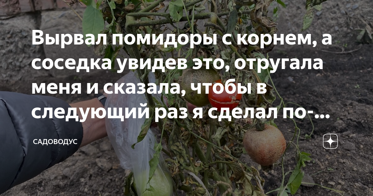 соседи для помидор фото