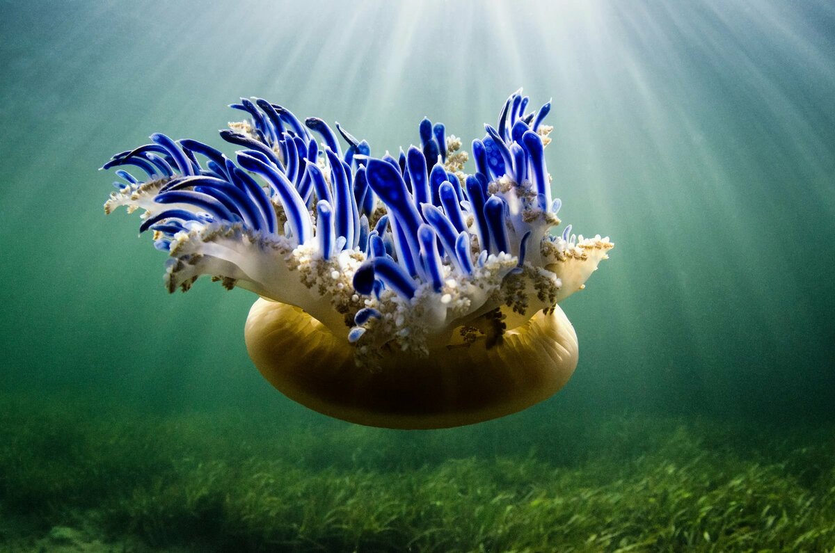 ������ ��������� ����