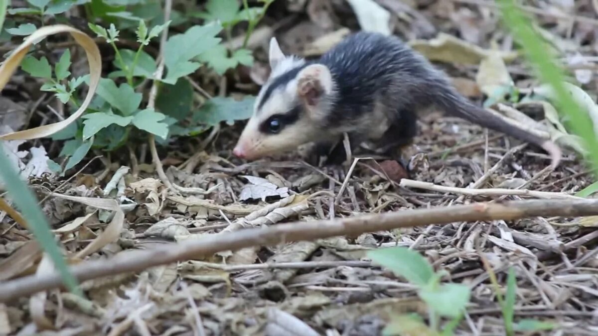 Mykure o zarigüeya (Didelphis albiventris) - YouTube