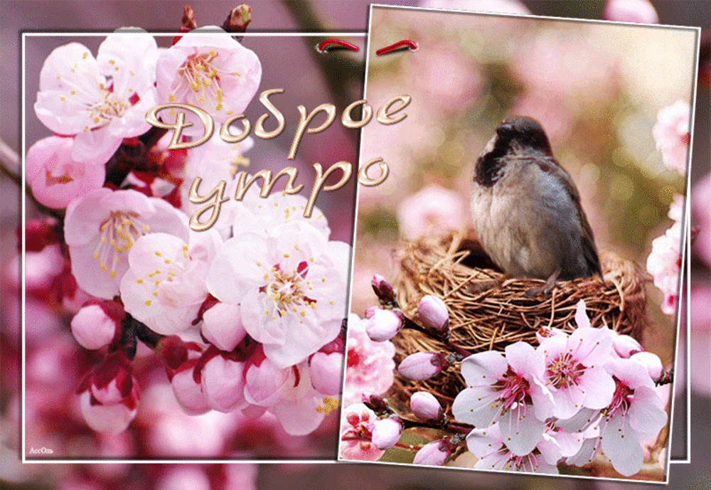 Весенние красивые картинки с добрым утром