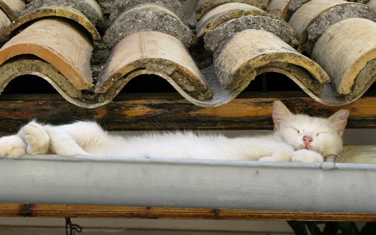 коты под крышей фото