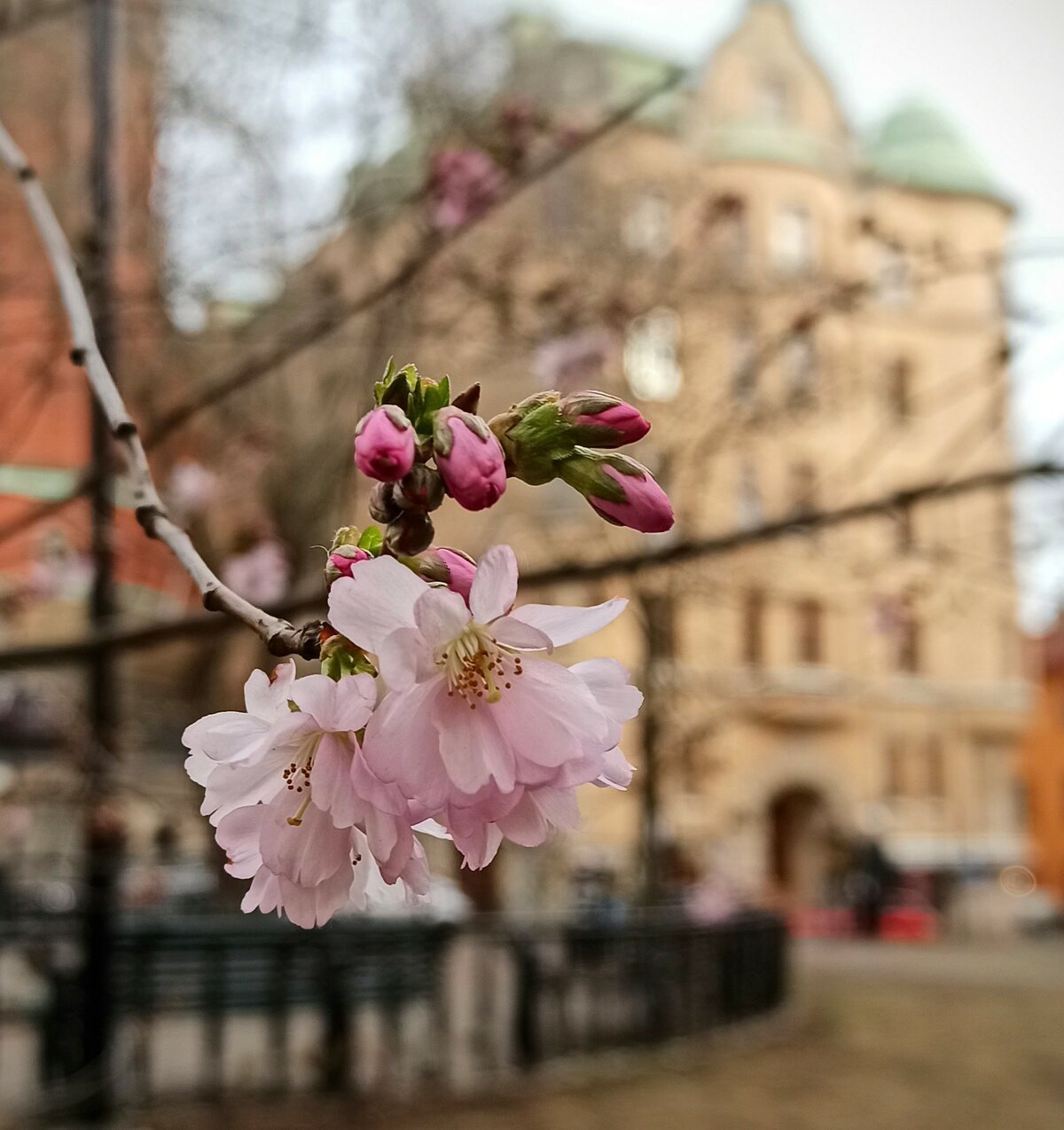 цветущая вишня фото