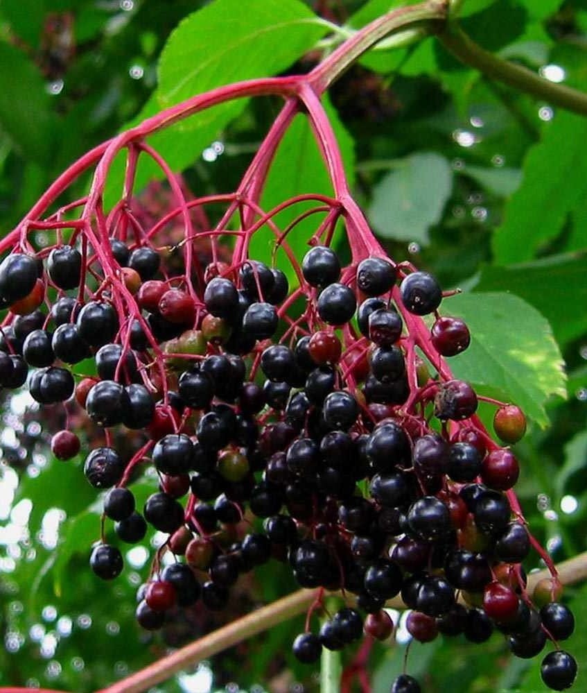 Бузина. Ставимо все на чорне, ставок більше немає: annacheft — LiveJournal