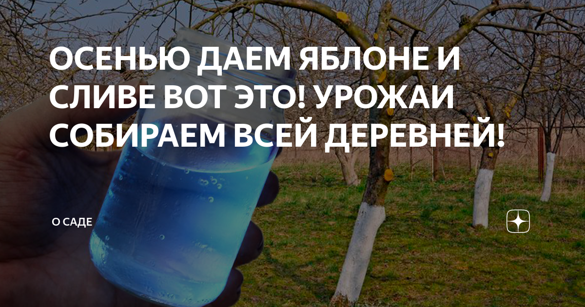 цветение яблони в деревне фото