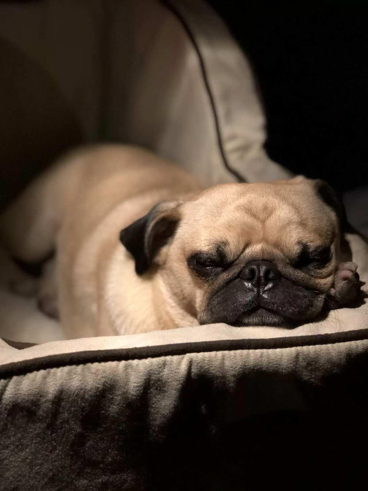 Спящий мопс картинки