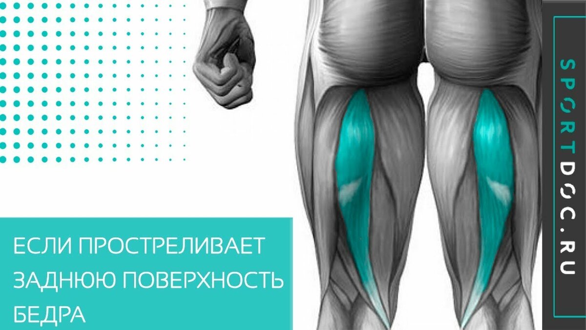 анатомия мышц задней поверхности бедра фото