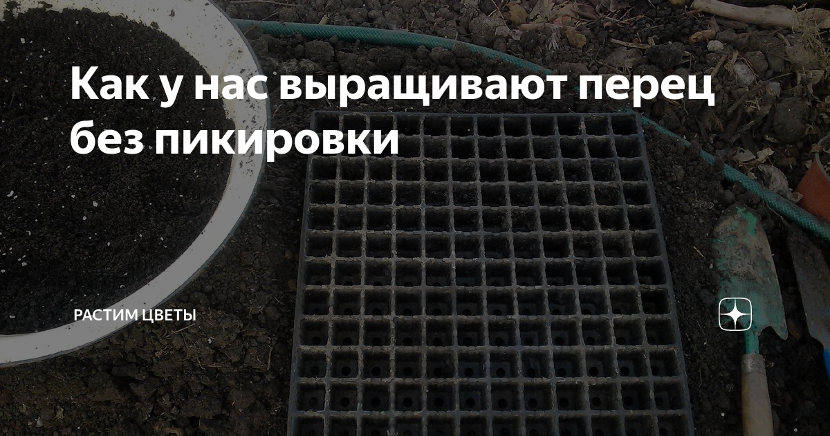 пикировка фото