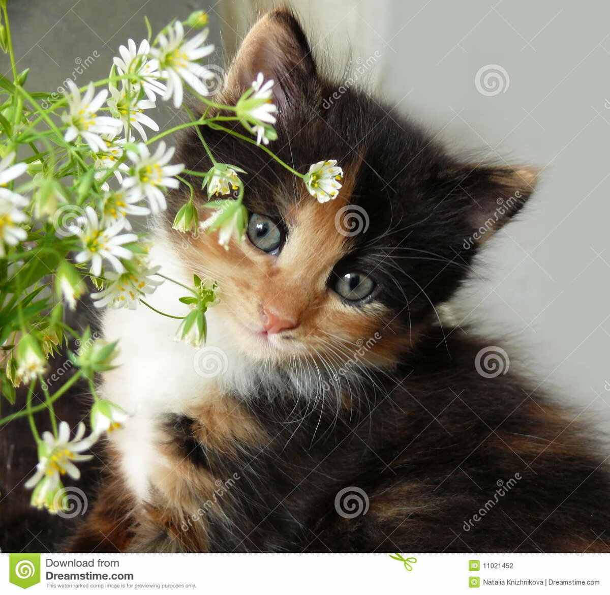 котенок в цветах фото
