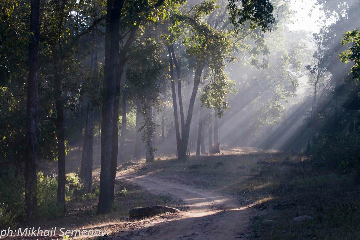 За тиграми в Кану и Бандавагар (Kanha & Bandhavgarh)