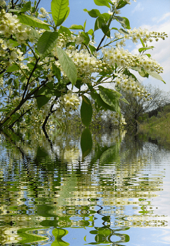 Гифки анимация природа весна