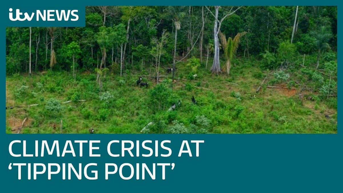deforestation фото