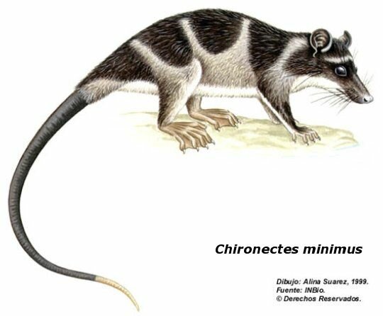 Chironectes minimus, Водяной опоссум Живой уголок он-лайн