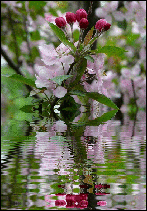 Гифки анимация природа весна