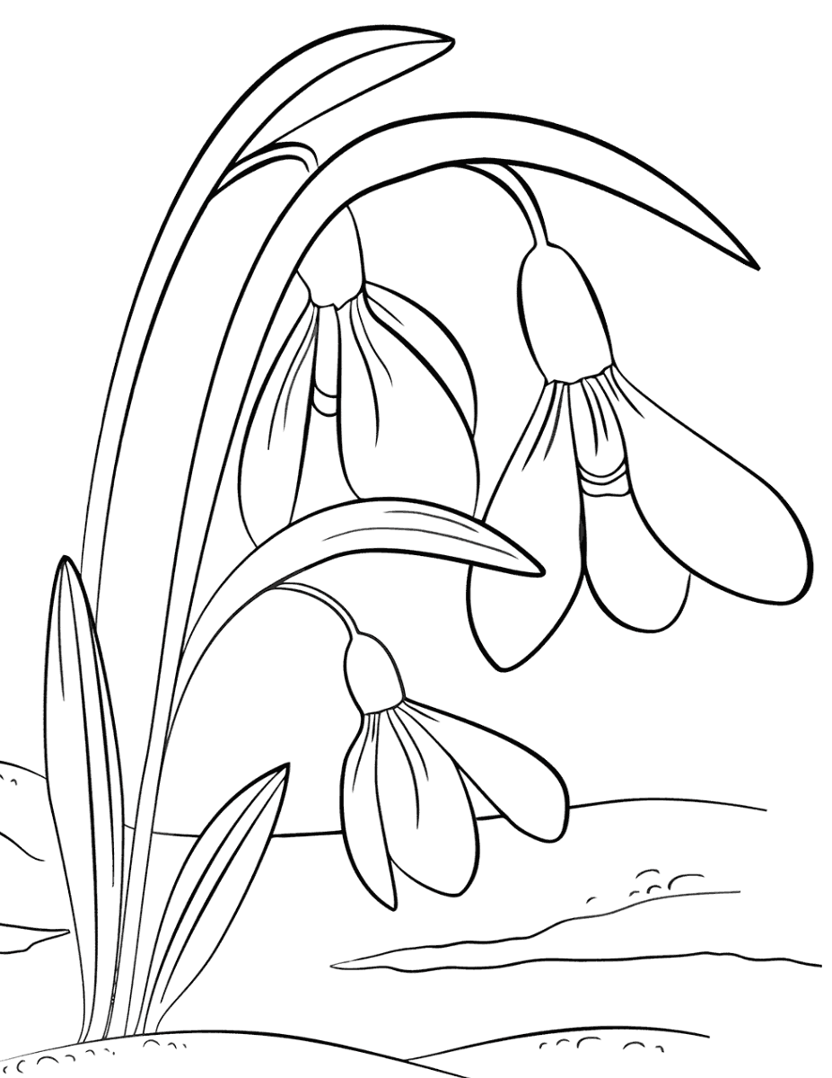 Картинки раскраски подснежника