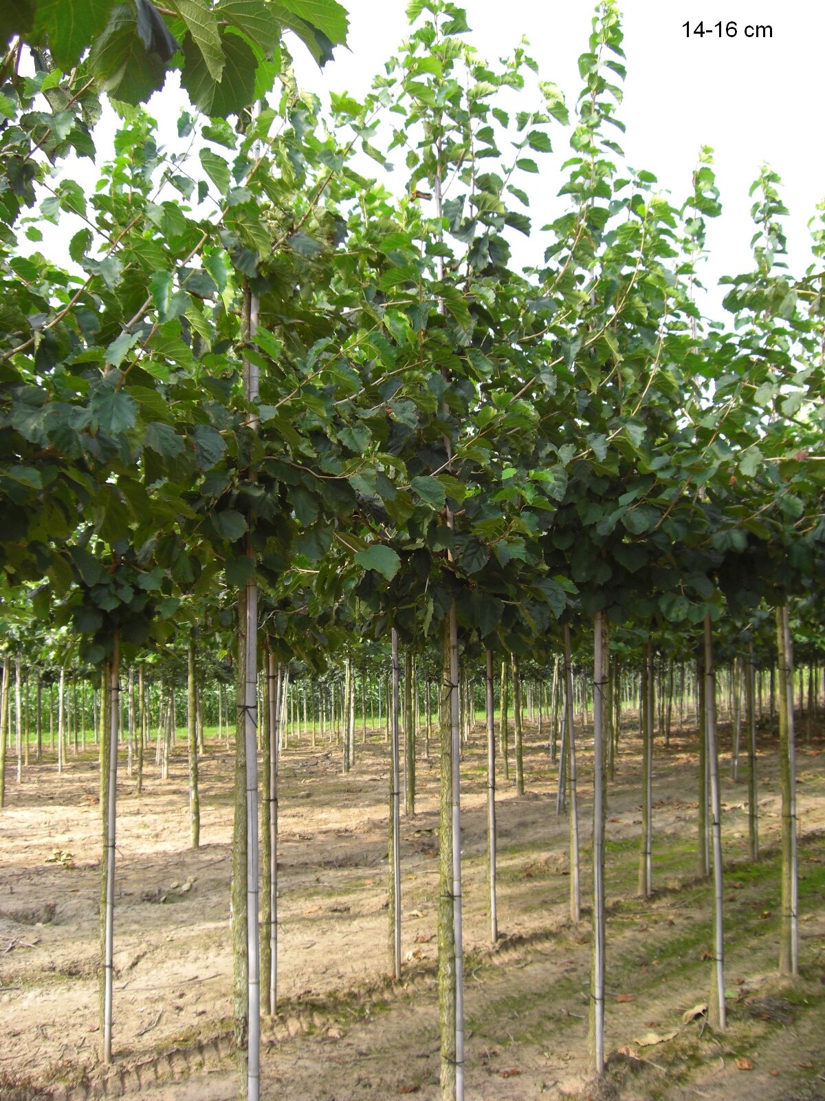 Kaufen Sie hier einen bereits großen Baumhasel Baum - wir li