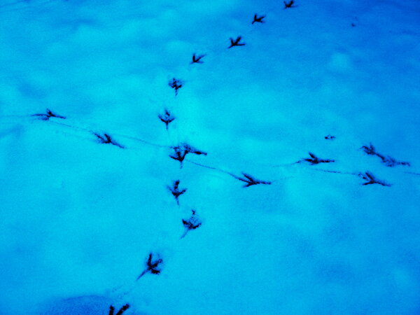Следы на снегу,точно птицы в небе