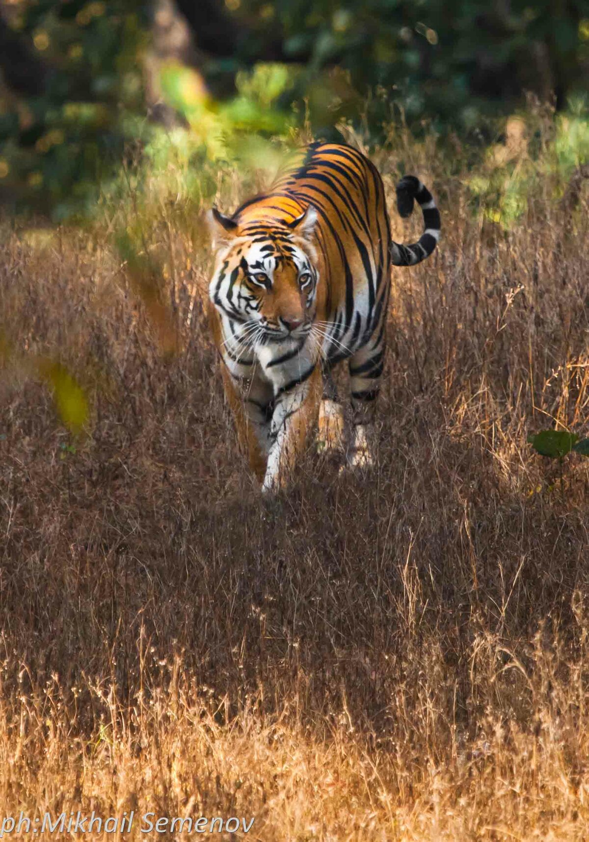 За тиграми в Кану и Бандавагар (Kanha & Bandhavgarh)