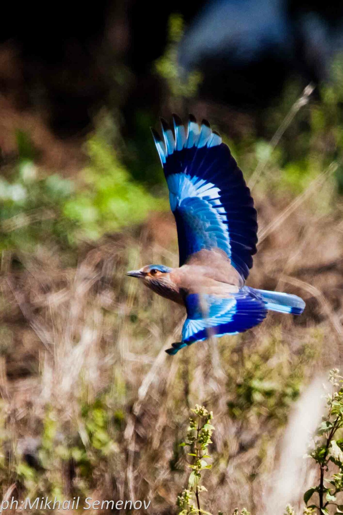 За тиграми в Кану и Бандавагар (Kanha & Bandhavgarh)