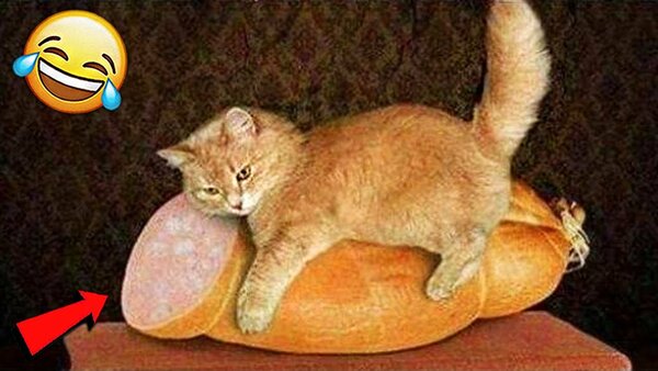 Smeshnye Koshki Prikoly Pro Koshek I Kotov 2018 121 Video Smeshnye Koty Prikoly S Kotami Youtube Youtube Animals Cats