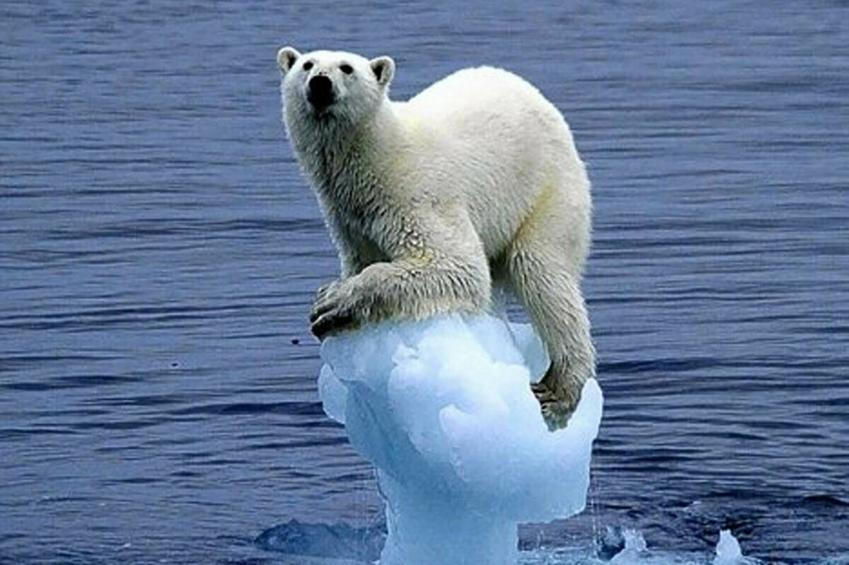 polar bear global warming фото