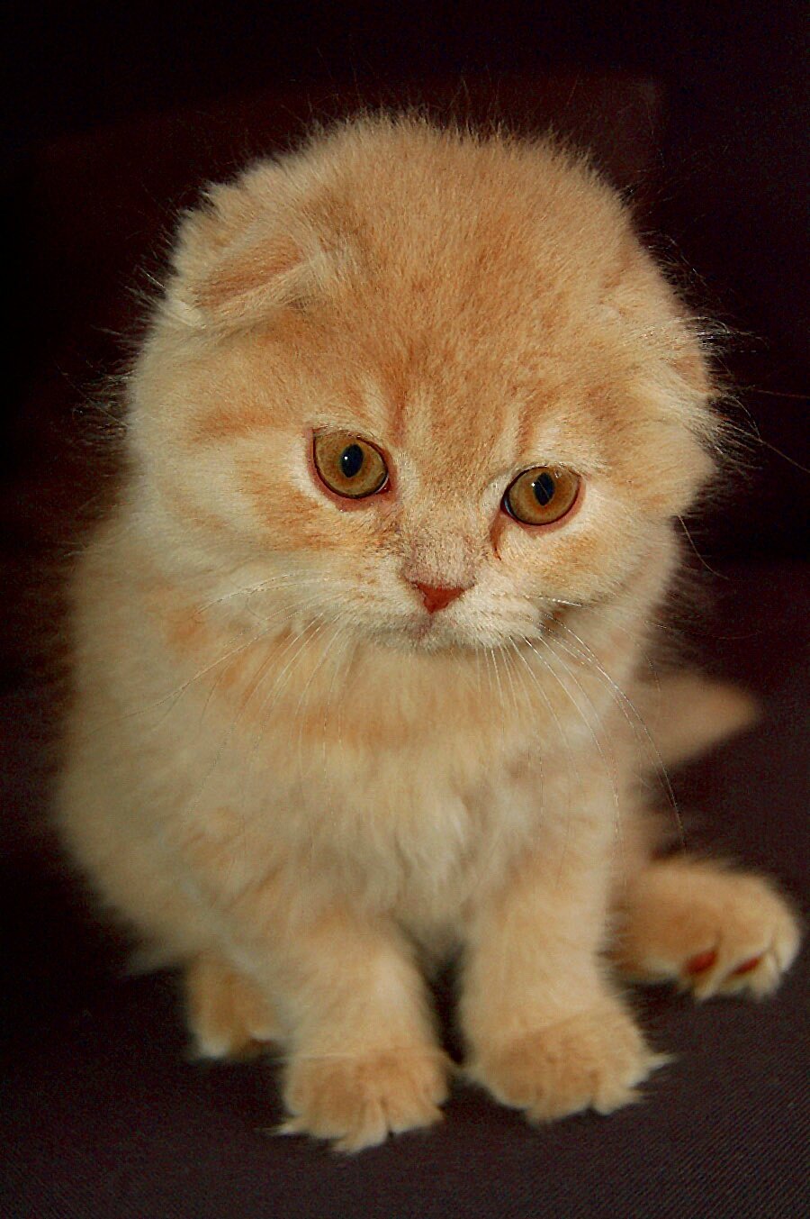 шотландская вислоухая котёнок фото