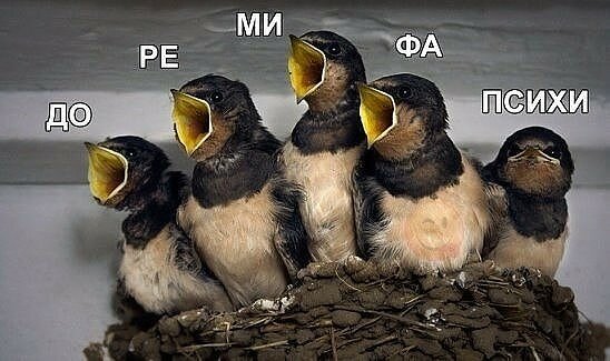 прикольные птицы фото