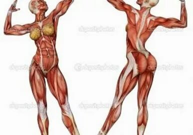 Cual es el mejor recuperador muscular