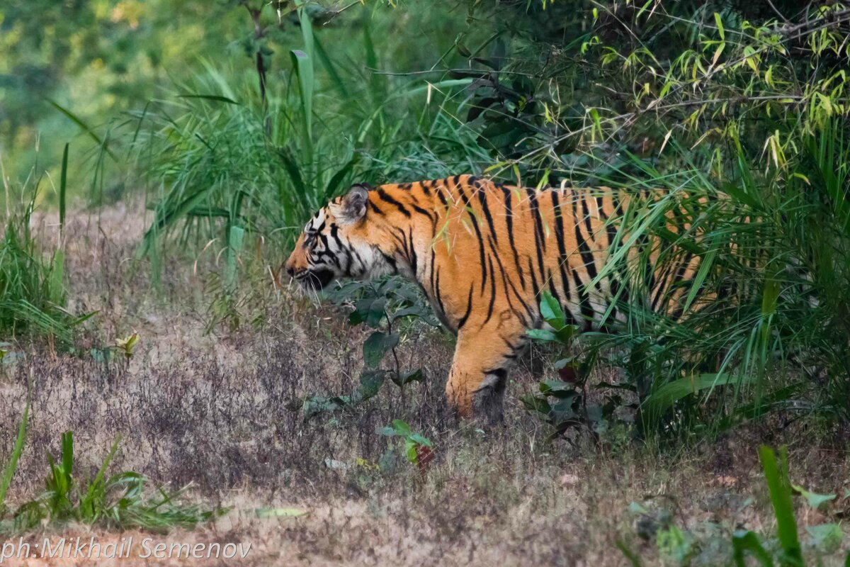 За тиграми в Кану и Бандавагар (Kanha & Bandhavgarh)