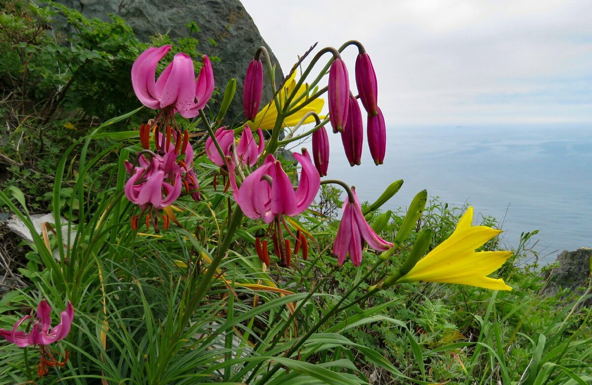 лилии поникающая (lilium cernuum) фото