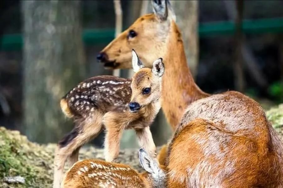 сибирская косуля детеныш фото