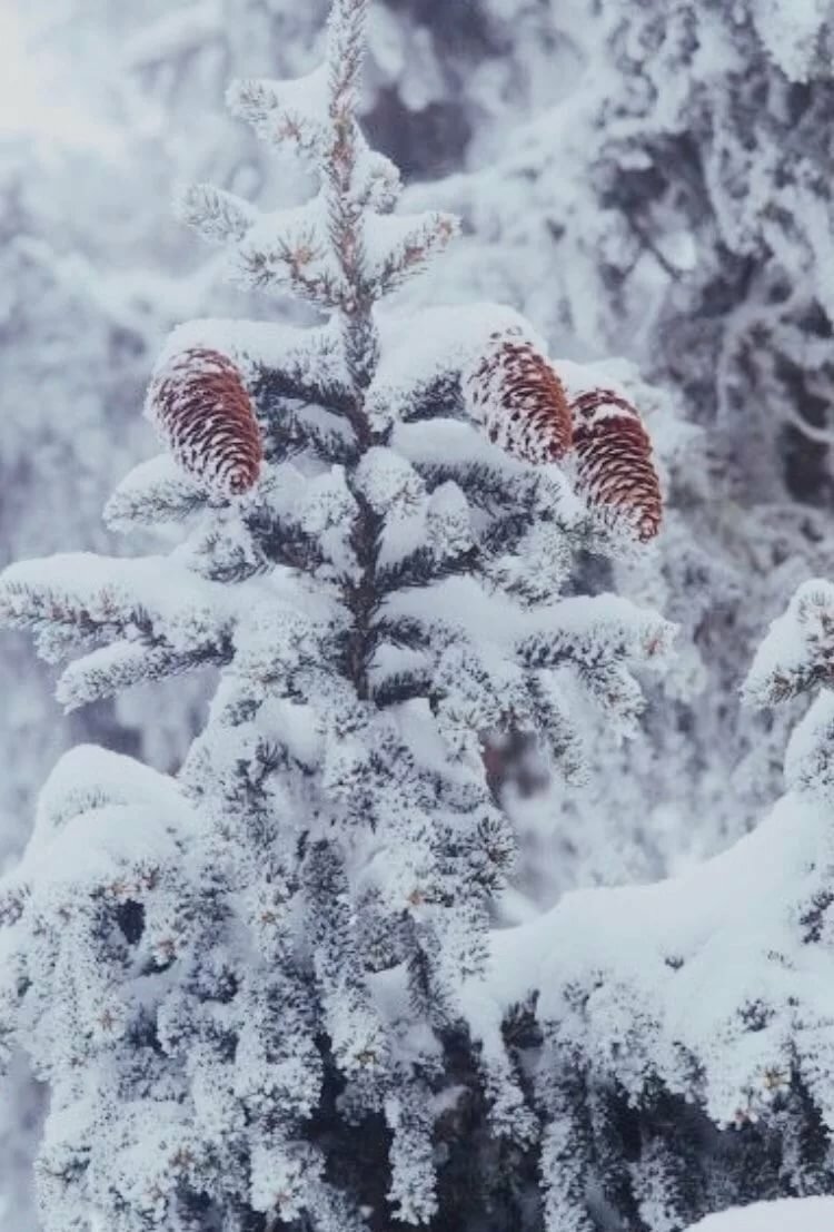 снег зима фото