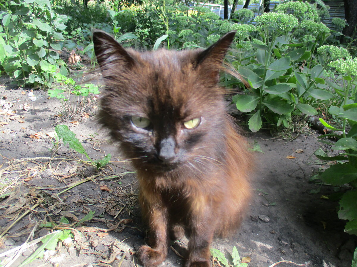 кошка фото