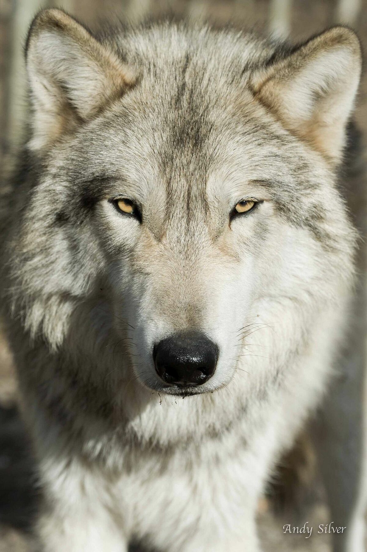Гордый волк картинки