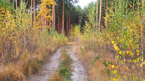 Осень разноцветная