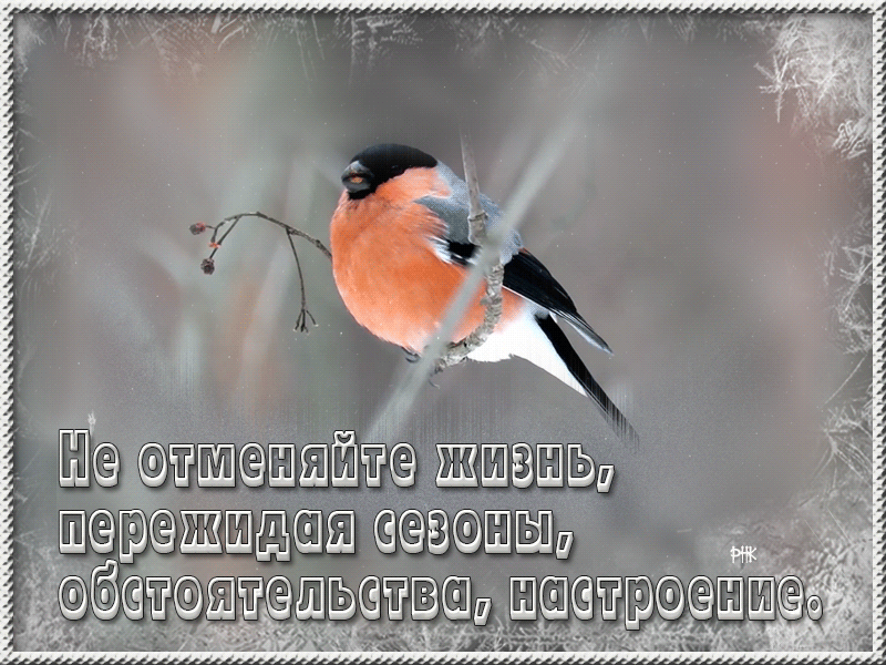 gif , gif animated  ,    ,, . . .   
