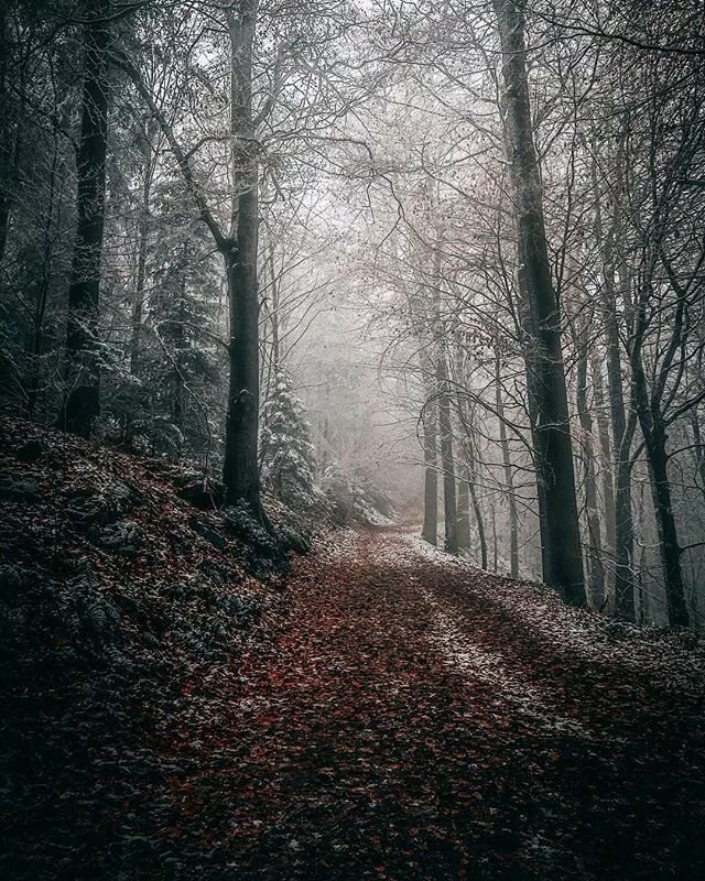 мрачный лес фото