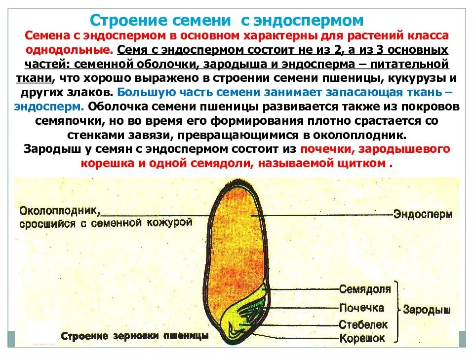 семя пшеницы строение фото