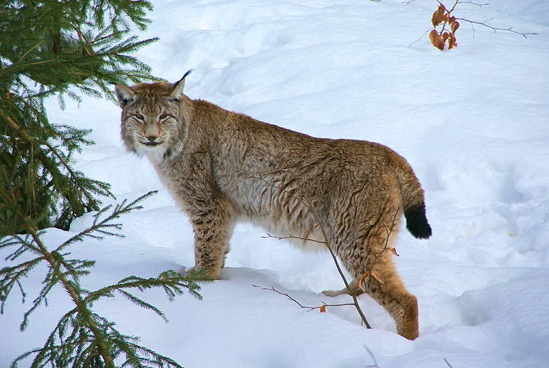File:Lynx Nationalpark Bayerischer Wald 01.jpg