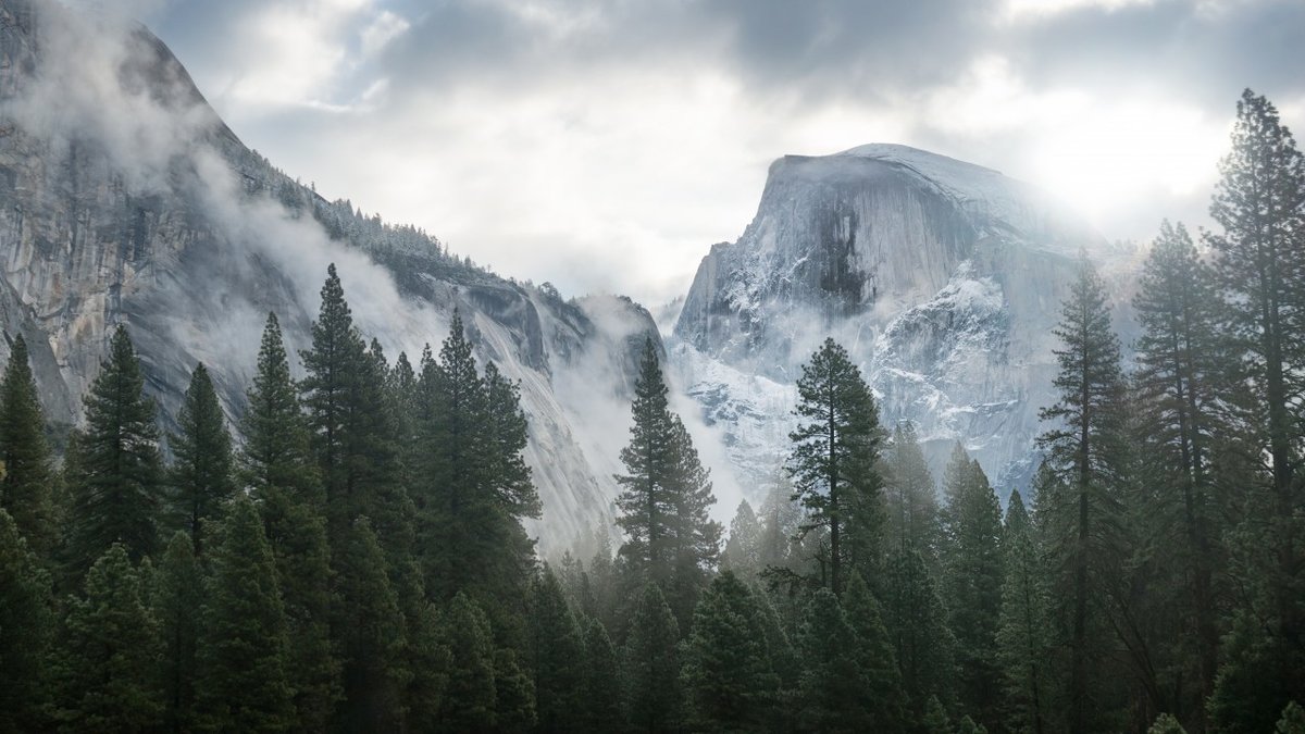 лес горы туман фото