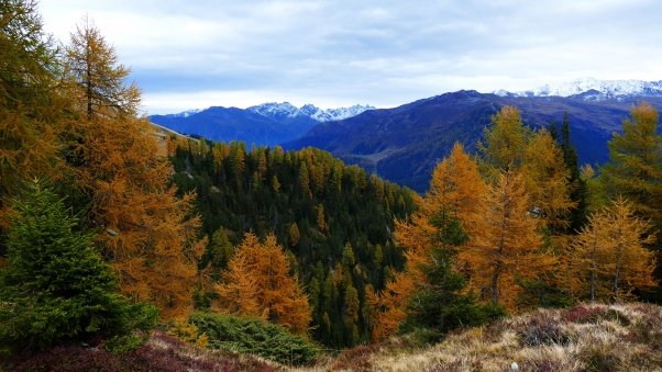 архыз широколиственные леса . фото